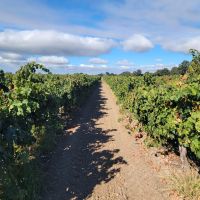 Kile Road Vineyards