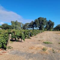 Kile Road Vineyards images 2