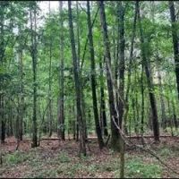 60.1 Acres in Kemper County in Scooba MS images 2