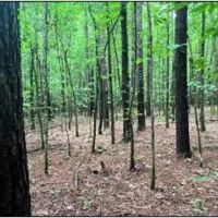 60.1 Acres in Kemper County in Scooba MS images 4