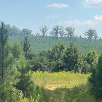 37 Acres in Noxubee County in Shuqualak MS