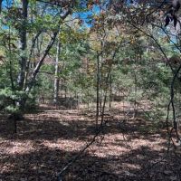 Edgar Springs 7 images 2
