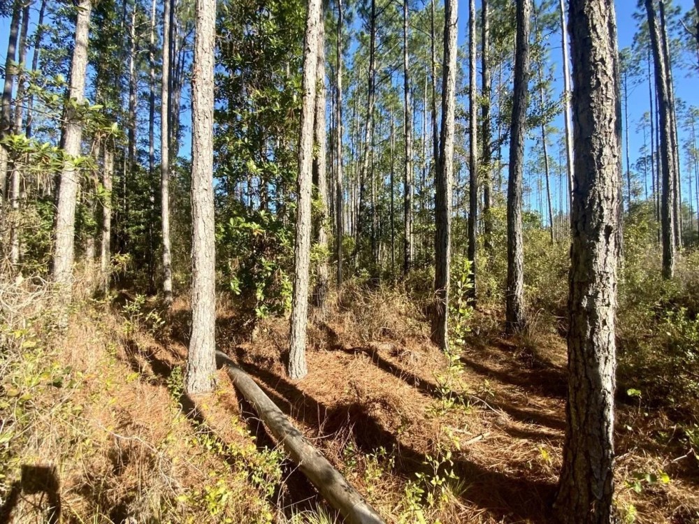 Aucilla Plantation Lot 35 Hunting Land for Sale