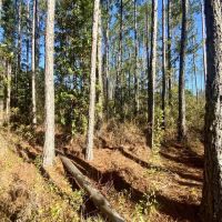 Aucilla Plantation Lot 35