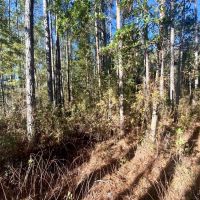 Aucilla Plantation Lot 35 images 2