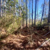 Aucilla Plantation Lot 35 images 3