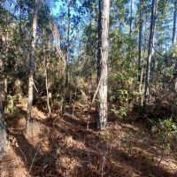 Aucilla Plantation Lot 35 images 4