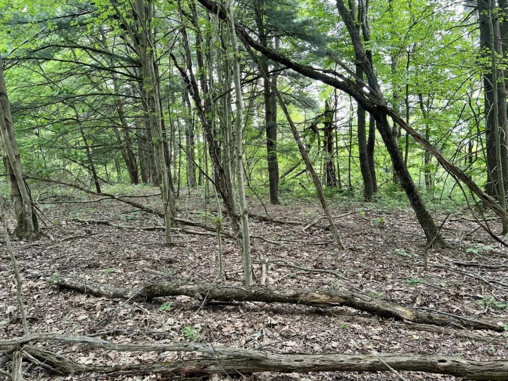 Springs Rd. Beaver County - 102 acres featured image