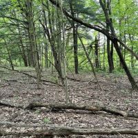 Springs Rd. Beaver County - 102 acres