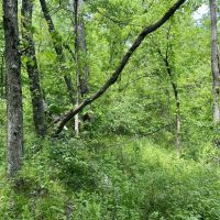 Springs Rd. Beaver County - 102 acres images 3