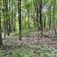 Springs Rd. Beaver County - 102 acres images 4