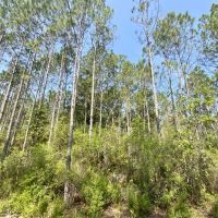 Boundary Road 60 Acres images 4
