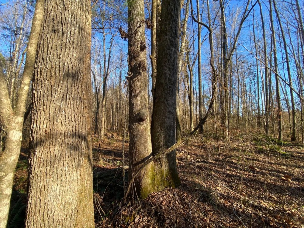 240 Acres in ster County in Duck Hill MS Hunting Land for Sale