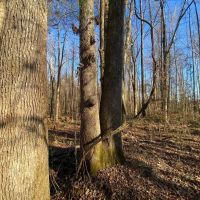 240 Acres in Webster County in Duck Hill MS