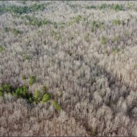 240 Acres in Webster County in Duck Hill MS images 2
