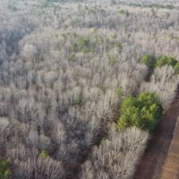 240 Acres in Webster County in Duck Hill MS images 4