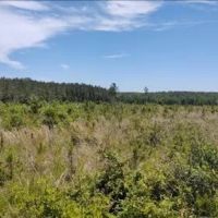 108 Acres in Simpson County in New Hebron MS images 4