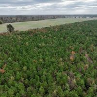 44.67 Acres or Prime Recreational or Development Land For Sale in Chowan County NC images 2