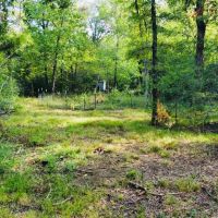 83 Acre Recreational Hunting Property Anderson County images 2
