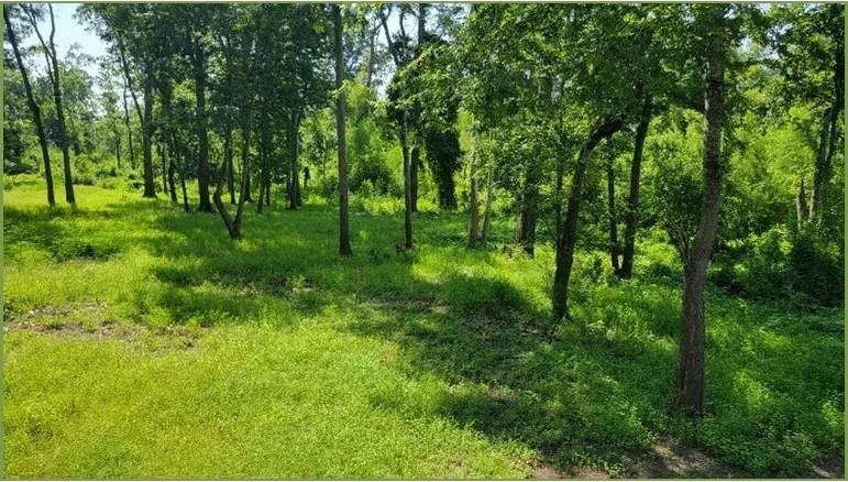 5 Acres on Old River in Concordia Parish in Vidalia MS featured image