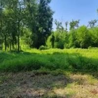 5 Acres on Old River in Concordia Parish in Vidalia MS images 2
