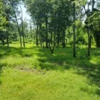 5 Acres on Old River in Concordia Parish in Vidalia MS images 3