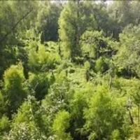 5 Acres on Old River in Concordia Parish in Vidalia MS images 5