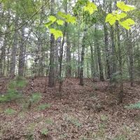 4.98 - Unrestricted Acres Creekfront images 3