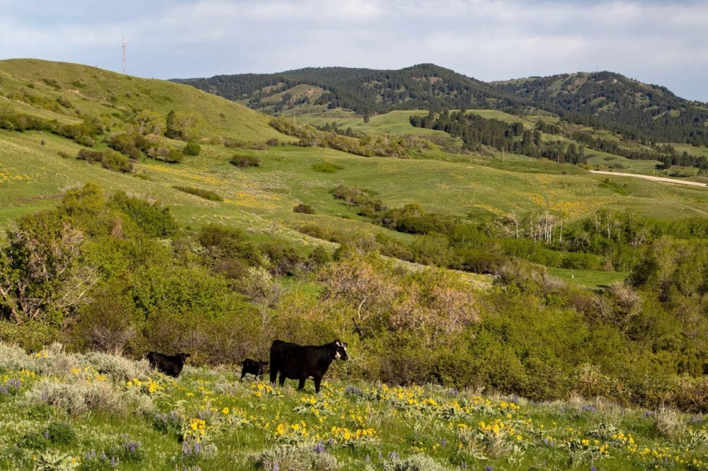 Story Mountain Ranch featured image