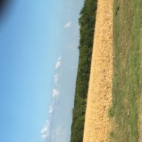 Corporate Dove Lease