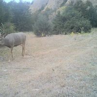 Custer County Canyons and Wildlife images 3