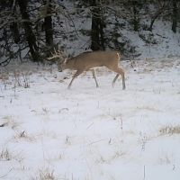 Custer County Canyons and Wildlife images 4