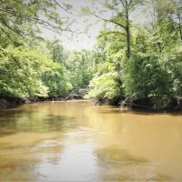Membership Into Big Island Land Timber LLC images 2