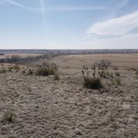 Albert s Culbertson Grass images 2