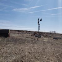 Albert s Culbertson Grass images 3