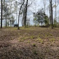 Wayne County rolling Longleaf images 2