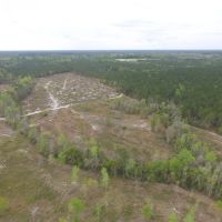 Wayne County rolling Longleaf images 4