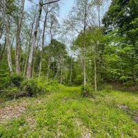 Sam Jones Rd - 35 acres - Scioto County images 3