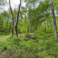 Sam Jones Rd - 35 acres - Scioto County images 4