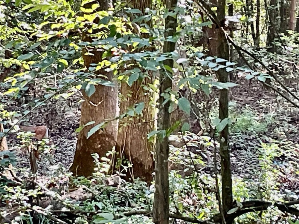 68 Arce Hunting Paradise McShan Alabama Pickens County AL. Hunting