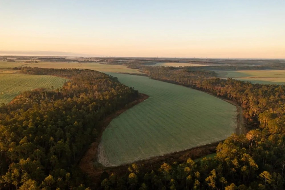 The Finger Farm featured image