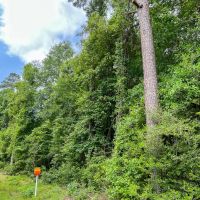 52 Acres FM 2937 C-4 Silsbee Stake images 4
