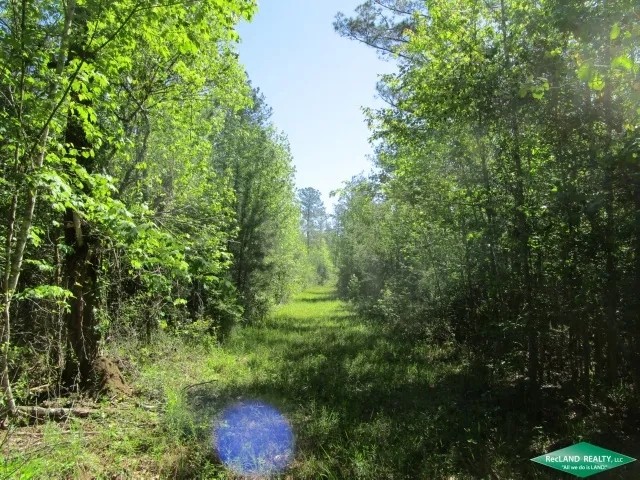 119.75 ac - Timberland Hunting Tract featured image