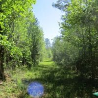 119.75 ac - Timberland Hunting Tract