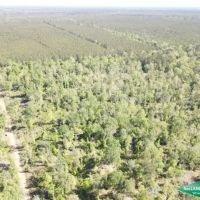 119.75 ac - Timberland Hunting Tract images 2