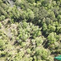 119.75 ac - Timberland Hunting Tract images 3