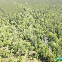 119.75 ac - Timberland Hunting Tract images 4