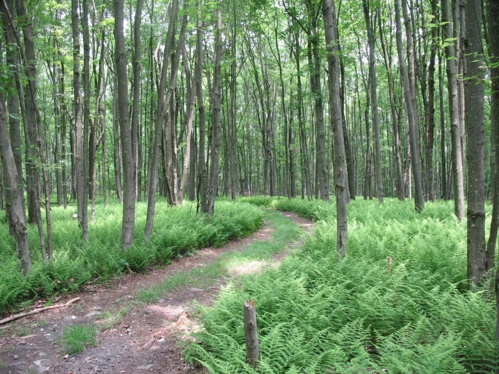 Anderson Woodlands featured image