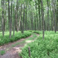 Anderson Woodlands