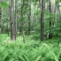 Anderson Woodlands images 2